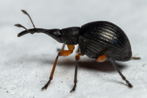 Réf. 298 168 : Protapion trifolii